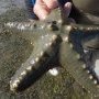 Etoile de mer rhinocéros