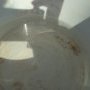 Observation d'une crevette queue de paon