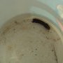 Capture d'une squille mâle trouvée dans un bouchon de bouteille de (...)